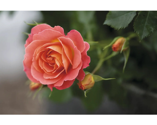 Detailný záber jednej ruže s púčikmi