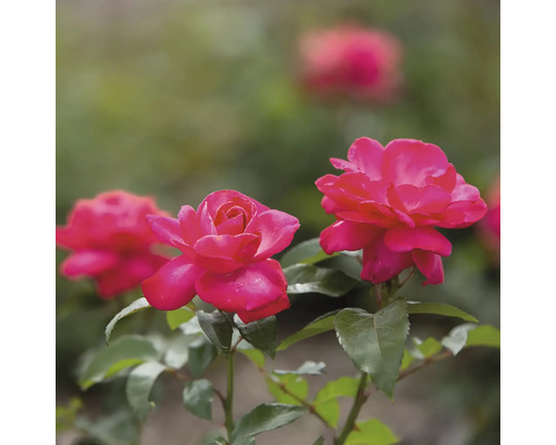 Detailný záber na ružové ruže so zelenými listami