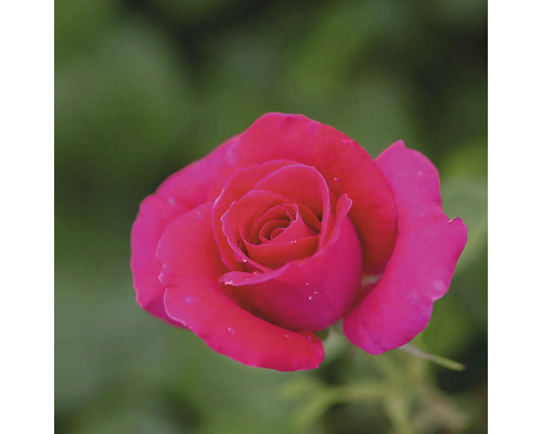 Detailný záber jednej ruže