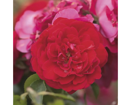 Detail červenej ruže