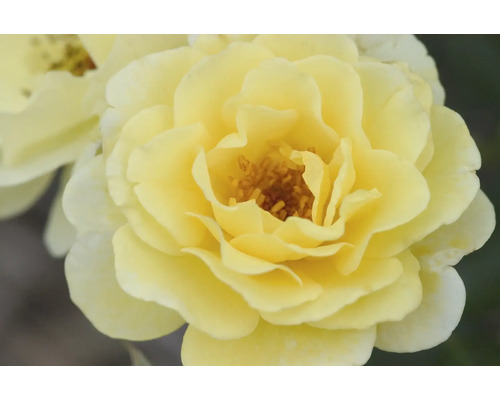 Detail žltého kvetu ruže