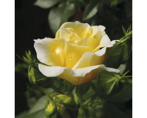 Žltá ruža s púčikmi v záhrade