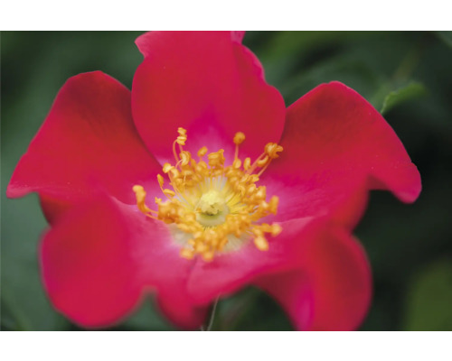 Detail červenej šípovej ruže so žltými tyčinkami