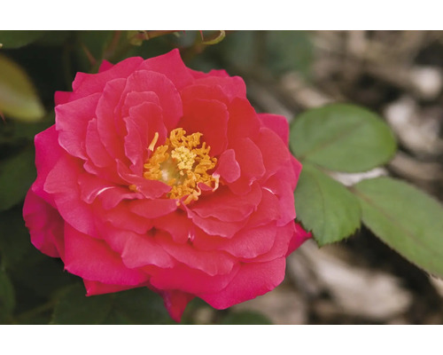 Detail červenej ruže so žltými tyčinkami.