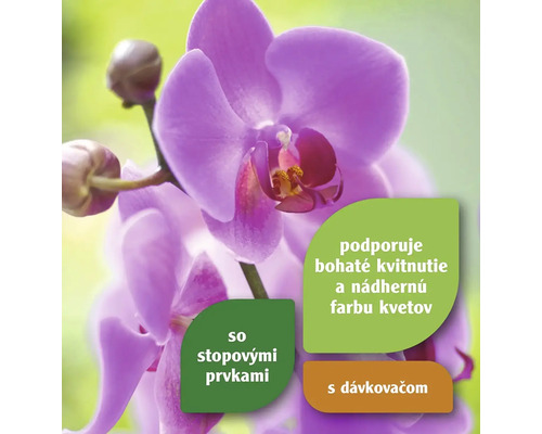 Detail fialovej orchidey