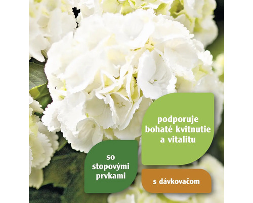 Detail bielej hortenzie s informáciami o stopových prvkoch a dávkovaní