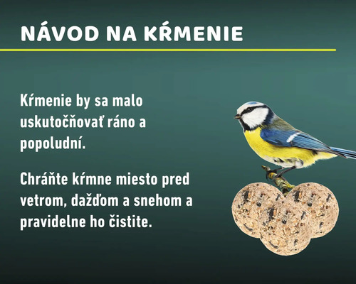 Návod na kŕmenie vtákov s tipmi na správne kŕmenie