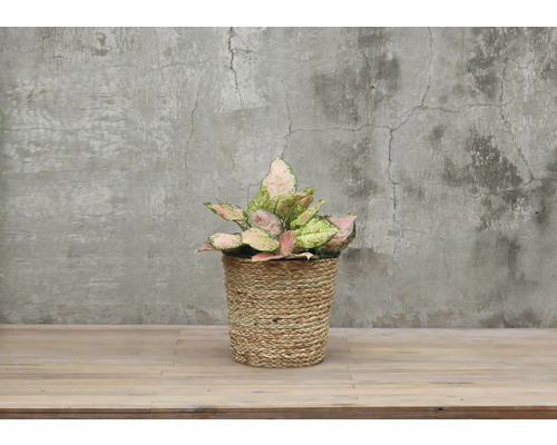 Izbová rastlina Aglaonema v pletenom košíku