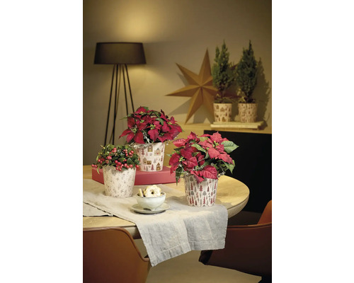 Slávnostná výzdoba stola s vianočnými hviezdami, cyprusmi a bobuľami v kvetináčoch s vianočnými motívmi.