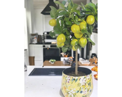 Citrónovník v kvetináči v svetlej kuchyni
