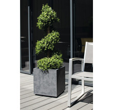 Špirálovitý krušpán v šedej nádobe na rastliny vedľa stoličky