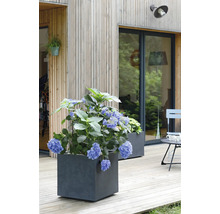 Scéna s hortenziami v štvorcových kvetináčoch na drevenej terase pred domom s drevenou fasádou.