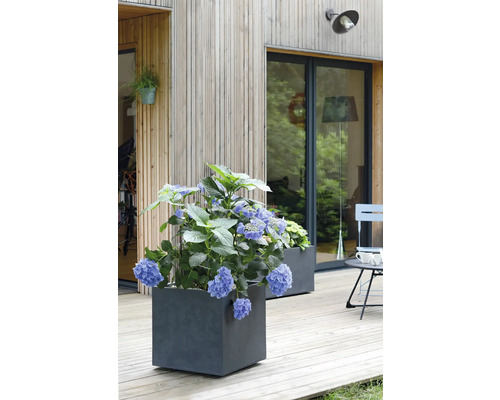 Scéna s hortenziami v štvorcových kvetináčoch na drevenej terase pred domom s drevenou fasádou.