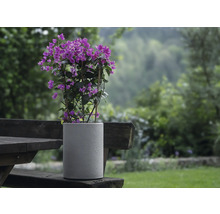 Bougainvillea rastlina v šedej kvetináč na drevenej lavici v záhrade.