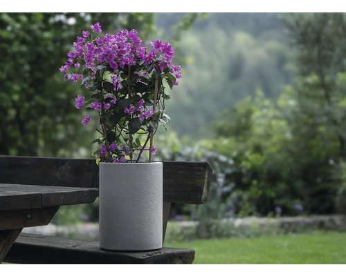 Bougainvillea rastlina v šedej kvetináč na drevenej lavici v záhrade.