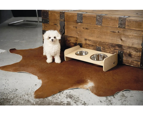 Biely pes stojí vedľa zvýšenej misky na krmivo na koberci pred drevenou truhlicou.