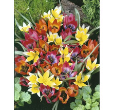 Detailný záber na viacfarebné kvety tulipánov