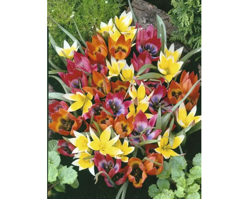 Detailný záber na viacfarebné kvety tulipánov