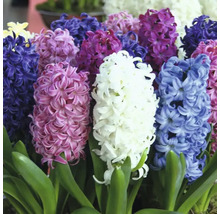 Kvitnúce hyacinty so zelenými listami