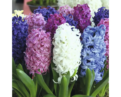 Kvitnúce hyacinty so zelenými listami