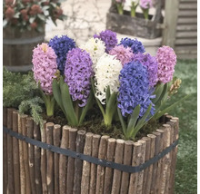 Hyacinty v drevenom kvetináči