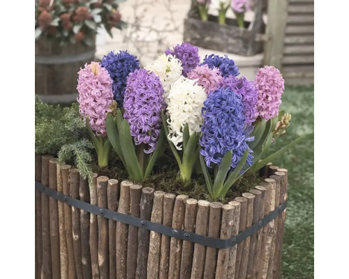 Hyacinty v drevenom kvetináči
