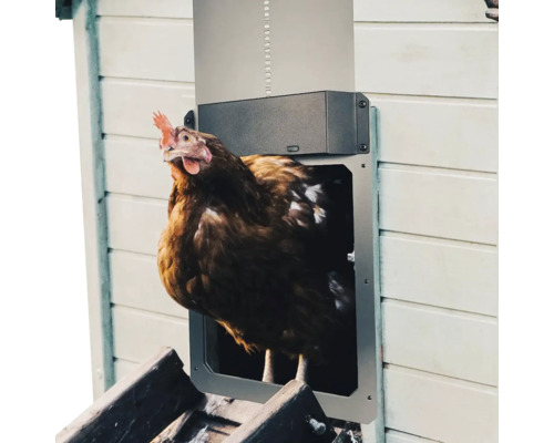 Sliepka prechádza cez automatické dvierka pre sliepky