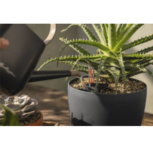 Zalievanie rastliny Aloe Vera v sivom kvetináči s ukazovateľom hladiny vody pomocou kanvy