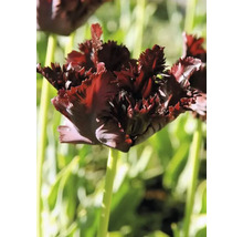 Detailný záber jedného tulipánu so strapkatými okvetnými lístkami