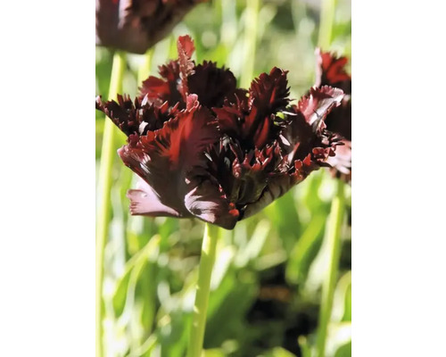 Detailný záber jedného tulipánu so strapkatými okvetnými lístkami