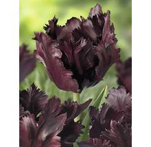 Detailný pohľad na jeden tmavý kvet tulipánu s strapcami.