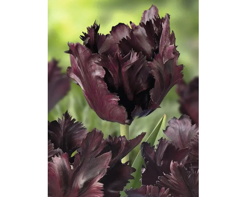 Detailný pohľad na jeden tmavý kvet tulipánu s strapcami.