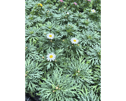 Detailný záber kvetov sedmokrások s jemnými listami