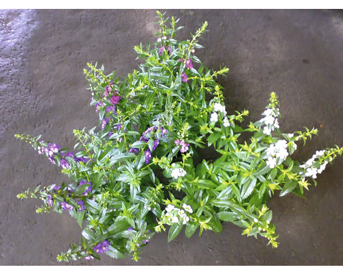 Fotografia rastliny angeliky so zelenými listami a bielymi a fialovými kvetmi.