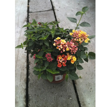 Lantana menivá Lantana camara výška cca 15 cm kvetináč Ø 25 cm