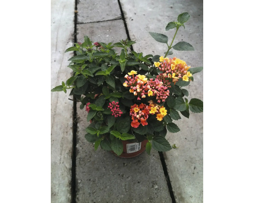 Kvetinové kúzlo v kvetináči: Verbenové aranžmán na balkón a záhradu