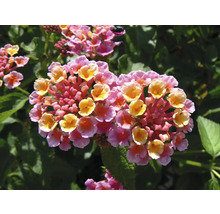 Lantana menivá Lantana camara výška cca 15 cm kvetináč Ø 25 cm
