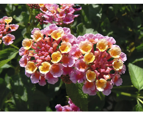 Lantana menivá Lantana camara výška cca 15 cm kvetináč Ø 25 cm