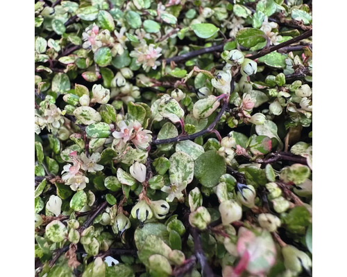 Detailný záber rastliny Muehlenbeckia complexa s malými listami a jemnými kvetmi