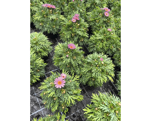 Detailný záber kvetov sedmokrásky v kvetináčoch.