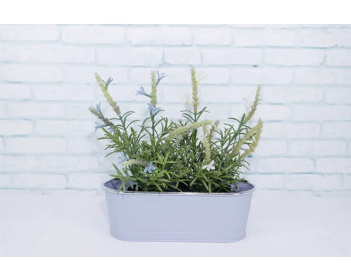 Bylinková záhrada s levanduľou v kvetináči