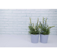 Dve hrnkové rastliny so zelenými listami a kvetmi