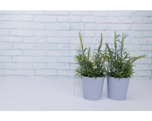 Dve hrnkové rastliny so zelenými listami a kvetmi