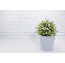 Umelá rastlina v kvetináči