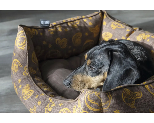 Jazvečík odpočíva vo vzorovanom psom lôžku od Kiwi.