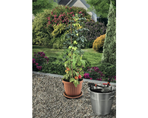 Rastlina paradajky s oporou v kvetináči a záhradné náradie vo vedre