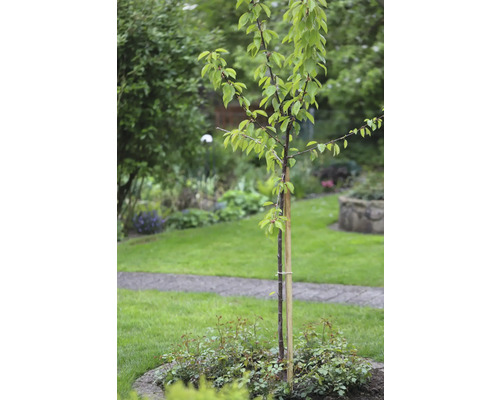 Mladý strom s podporným kolíkom v záhrade.