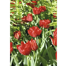 Detail červených tulipánov v záhonu.