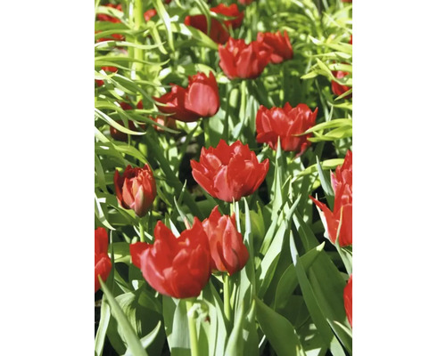 Detail červených tulipánov v záhonu.