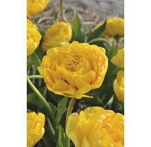 Detailný záber žltých kvetov tulipánov v záhradnom záhone